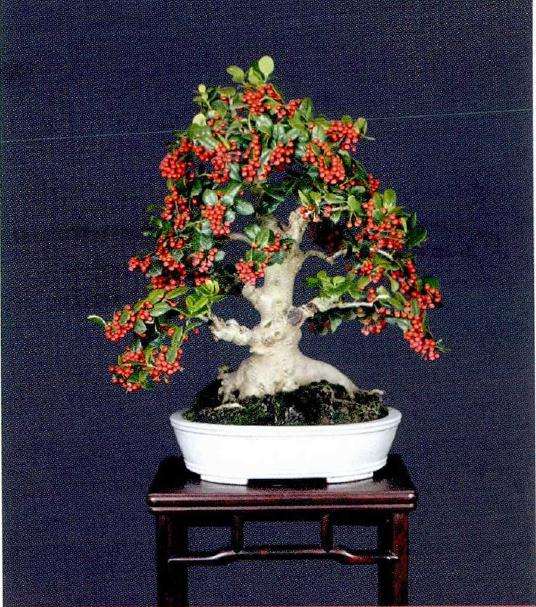 第十届周斌芳梅花盆景义展在苏州举办