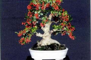 第十届周斌芳梅花盆景义展在苏州举办