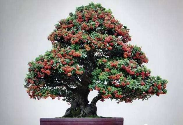 都市果树盆景比上年增加了3万多家 营收620亿元