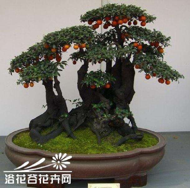 都市果树盆景比上年增加了3万多家 营收620亿元