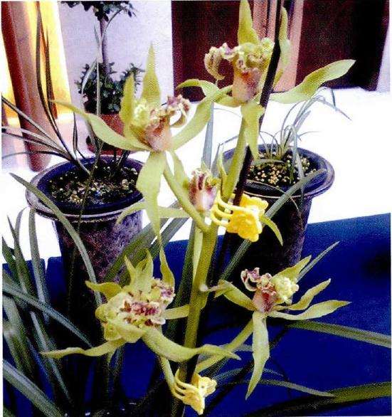 要使蕙兰在冬季得到充分春化