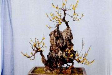 保康县花木盆景协会会长 刘万义