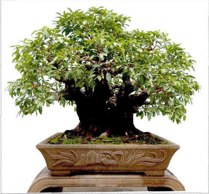 柯成昆先生为推动榕树盆景的发展而全力以赴