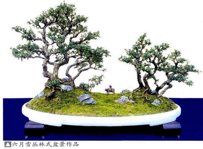 六月雪盆景扦插用土以无肥力的沙砾土为宜