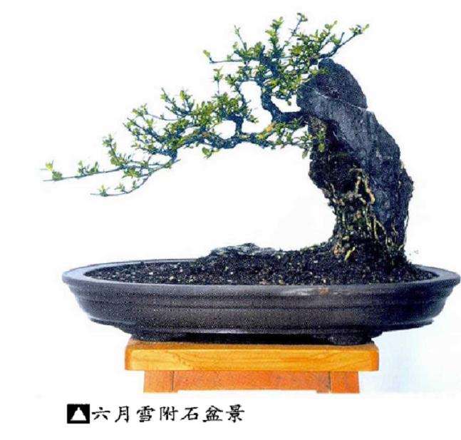 第二年春季是六月雪盆景扦插苗生长旺壮时