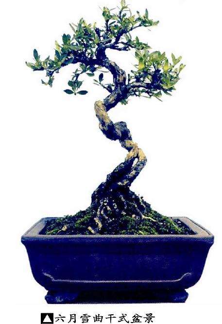 六月雪盆景的施肥与换盆