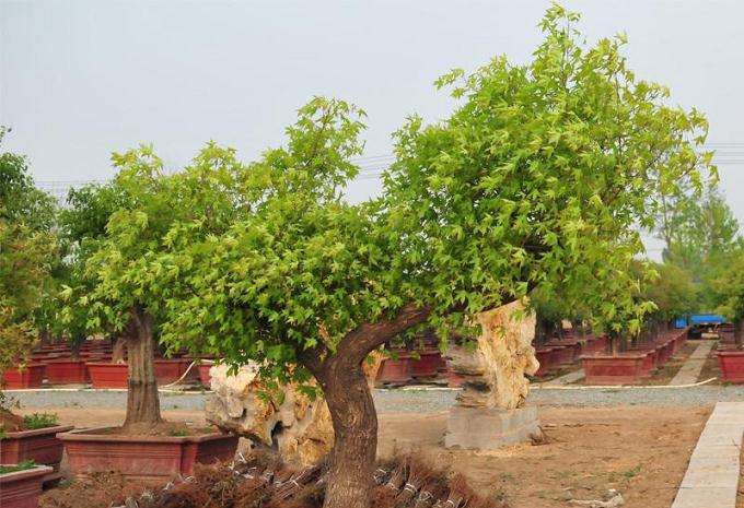 五角枫盆景的3个繁殖方式