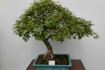 五角枫盆景的消毒工作