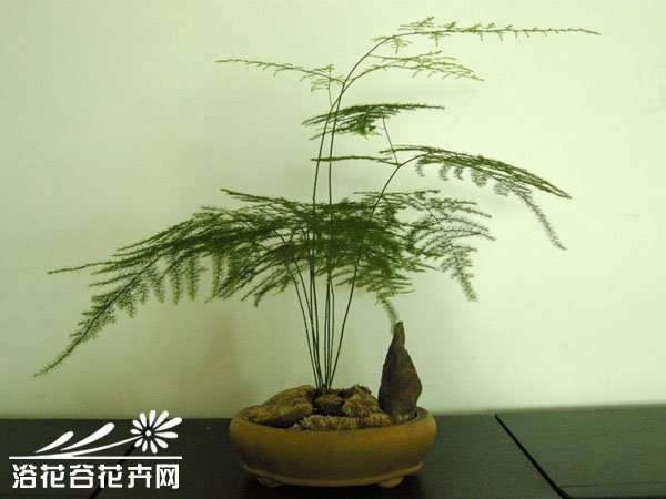 文竹盆景每1至2年的春季翻盆一次