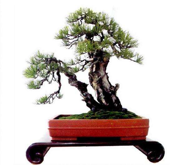 招聘盆景养护 蟠扎学徒