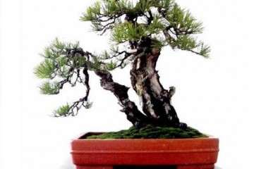 招聘盆景养护 蟠扎学徒 不收学费