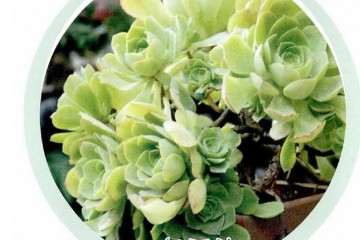 黑法师多肉植物的形态及品种 图片