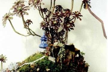 黑法师多肉植物怎么养护技巧 图片