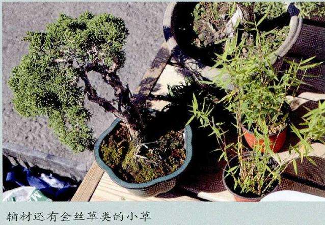 图解 树石盆景的材料选择技巧 5幅