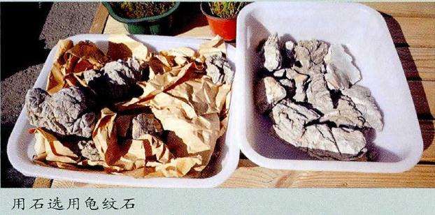 图解 树石盆景的材料选择技巧 5幅