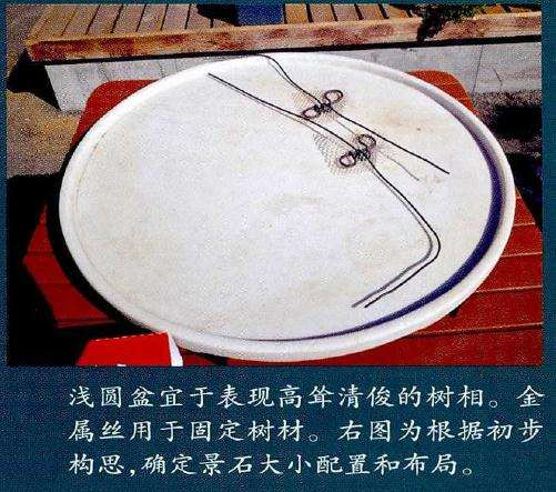 图解 树石盆景的材料选择技巧 5幅