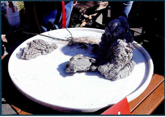 图解 树石盆景的材料选择技巧 5幅