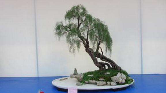 老桩盆景制作材料推荐 怪柳