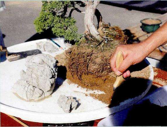 图解 树石盆景的胶合技巧 8幅