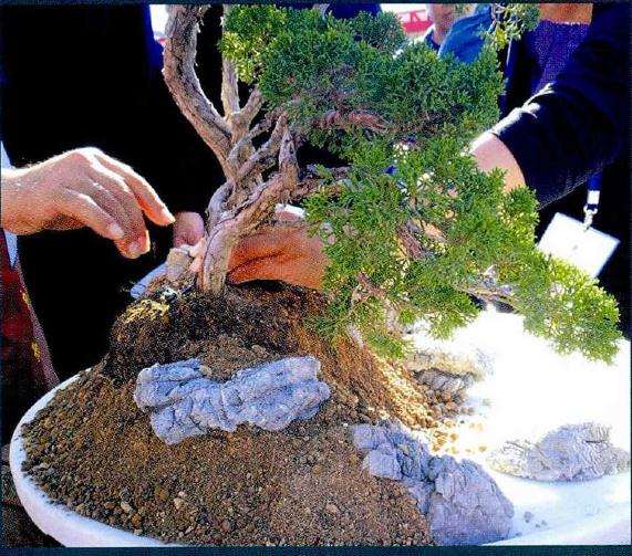 图解 树石盆景的胶合技巧 8幅