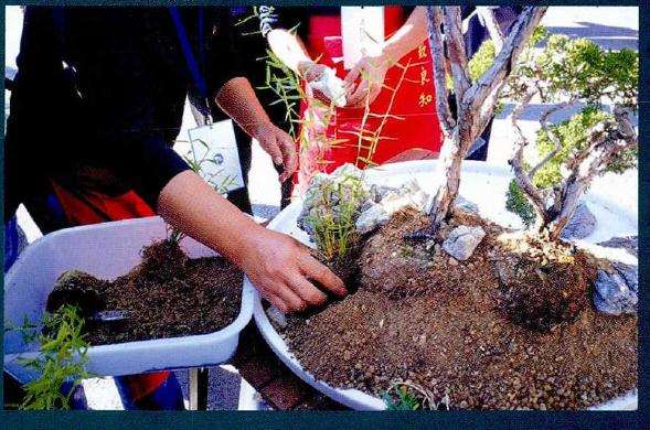 图解 树石盆景的胶合技巧 8幅