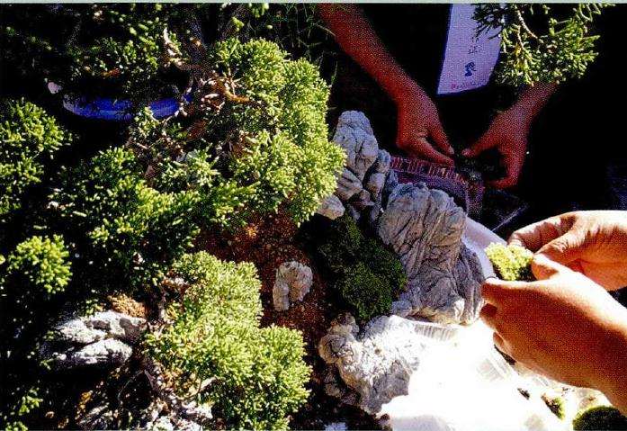 图解 树石盆景的布局技巧 8幅