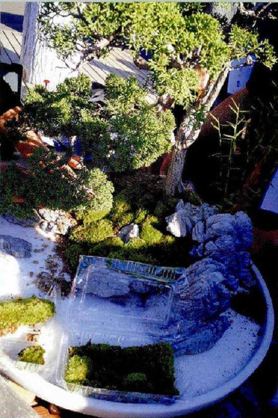 图解 树石盆景的布局技巧 8幅