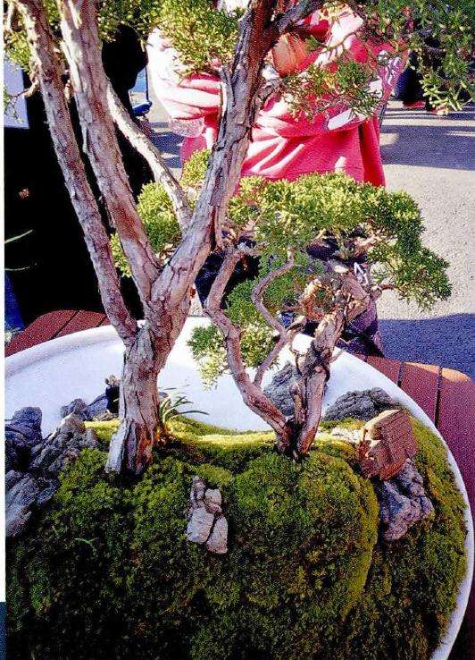 图解 树石盆景的布局技巧 8幅