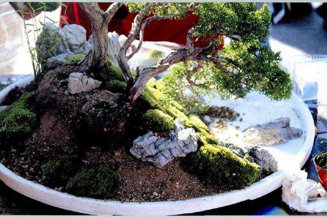 图解 树石盆景的布局技巧 8幅