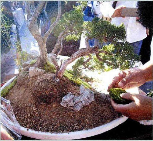 图解 树石盆景的布局技巧 8幅