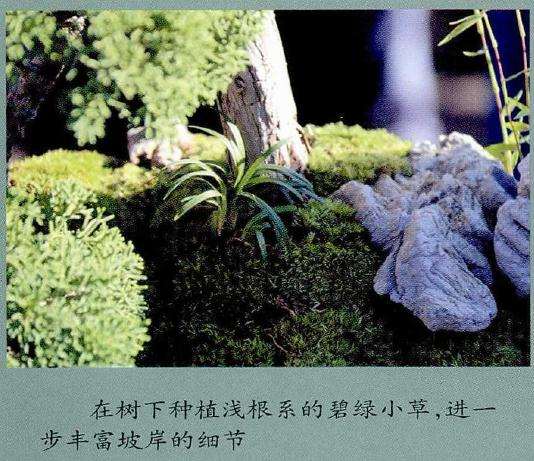 图解 树石盆景的布局技巧 8幅