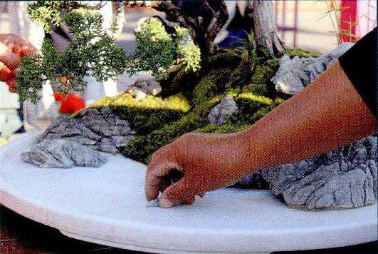 图解 树石盆景的配件搭配技巧 3幅