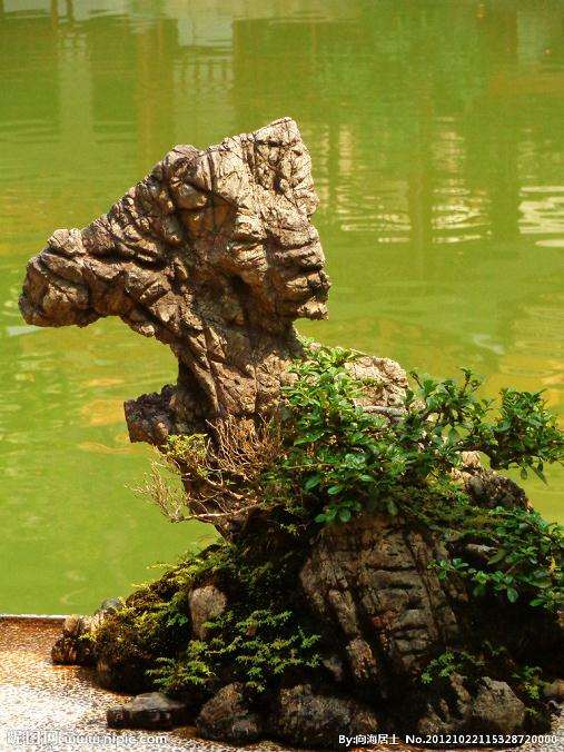 树石盆景的主体是树木 