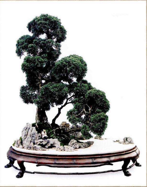 如何把握制作树石盆景时的主次分明技巧