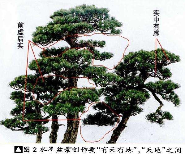 图解 制作树木盆景的虛实相宜技巧 5幅
