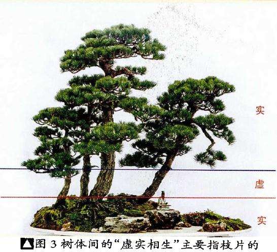 图解 制作树木盆景的虛实相宜技巧 5幅