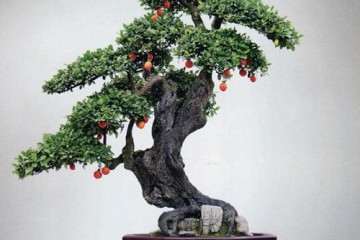 金弹子盆景当然有市场了 金弹子生桩都要上百元