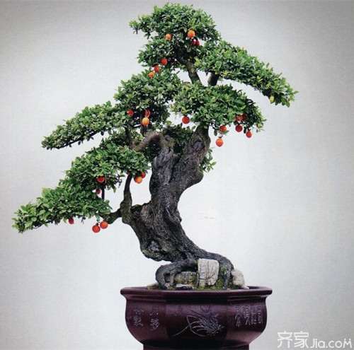 金弹子盆景当然有市场了 金弹子生桩都要上百元