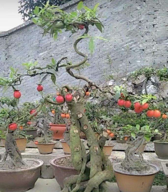 金弹子盆景当然有市场了 金弹子生桩都要上百元