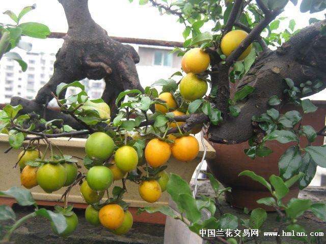 我来估算下金弹子盆景有大多的市场 估计7亿规模