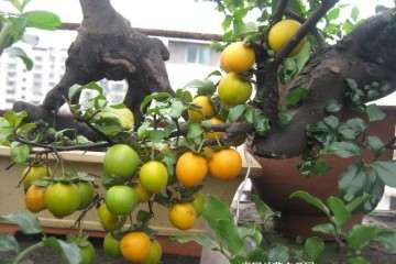 我来估算下金弹子盆景有大多的市场 估计7亿规模