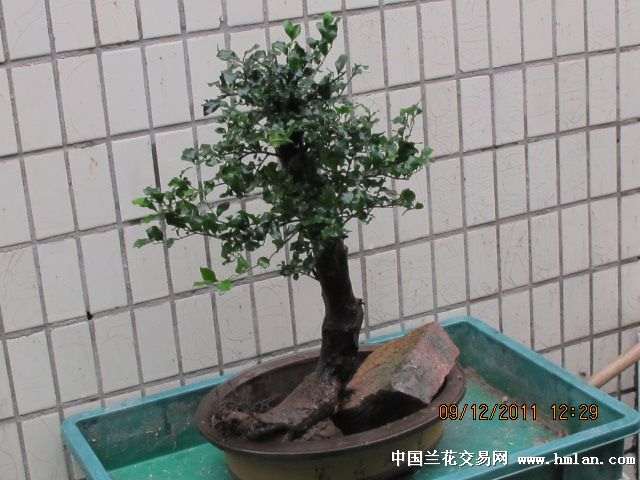 阳台上养几盆小金弹子盆景应该没有问题吧