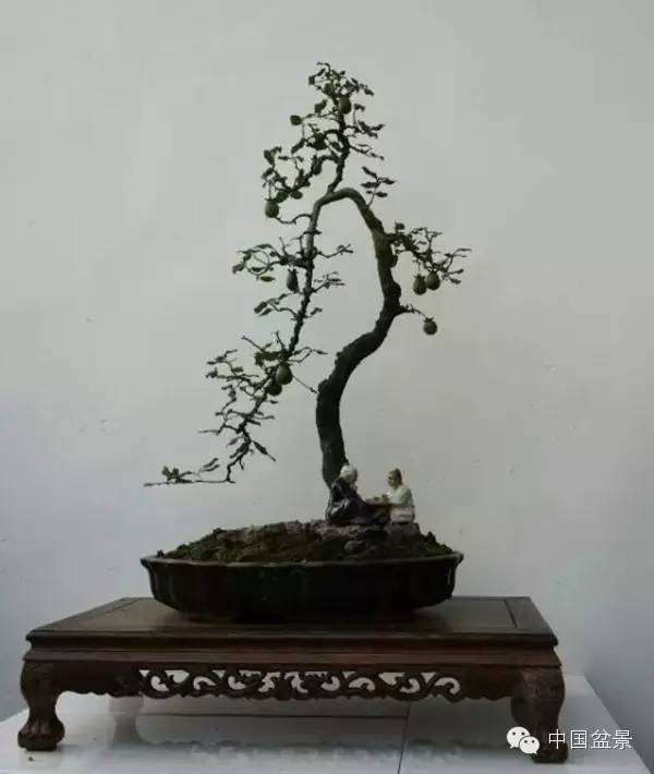 市场50元价格的金弹子盆景 绝对没有人买