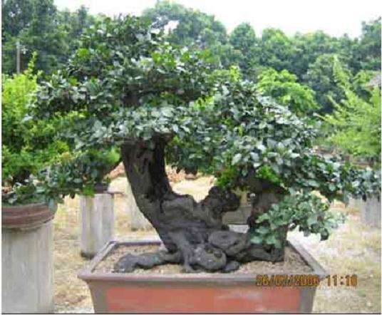 市场50元价格的金弹子盆景 绝对没有人买