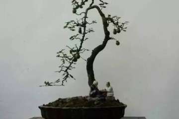 市场50元价格的金弹子盆景 绝对没有人买