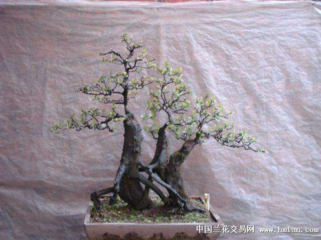 要把金弹子盆景 炒作一番 才会有市场