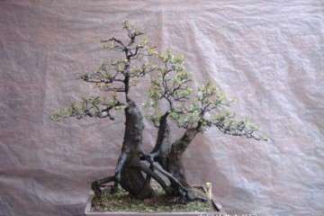 要把金弹子盆景价格炒作一番 才会有市场