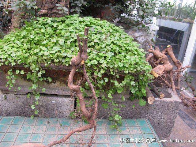 如果没有节制的滥挖金弹子