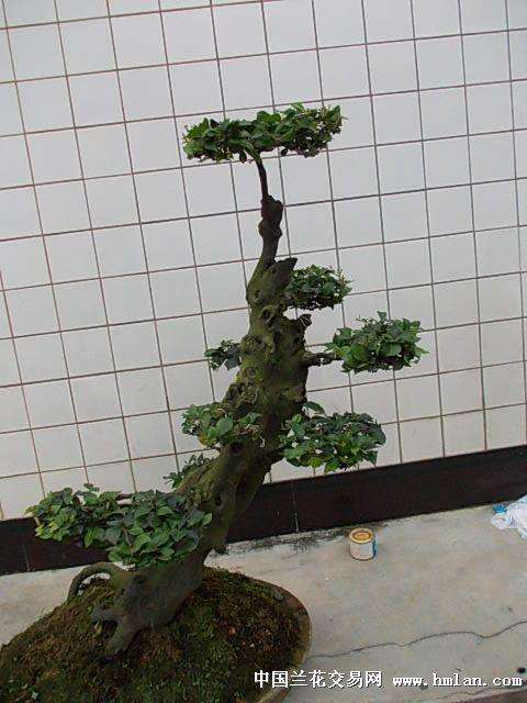 金弹子盆景价格的水太深