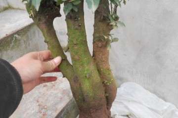 金弹子盆景价格的水太深 最好自己挖 避免被骗